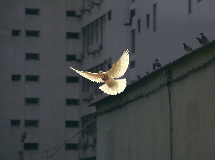 Oiseau de paix | Photo : Sunguk Kim