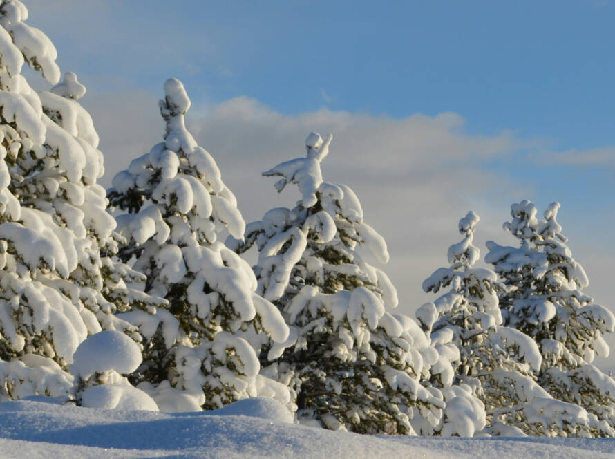 Sapins enneigés | Photo Bob Canning/Unsplash