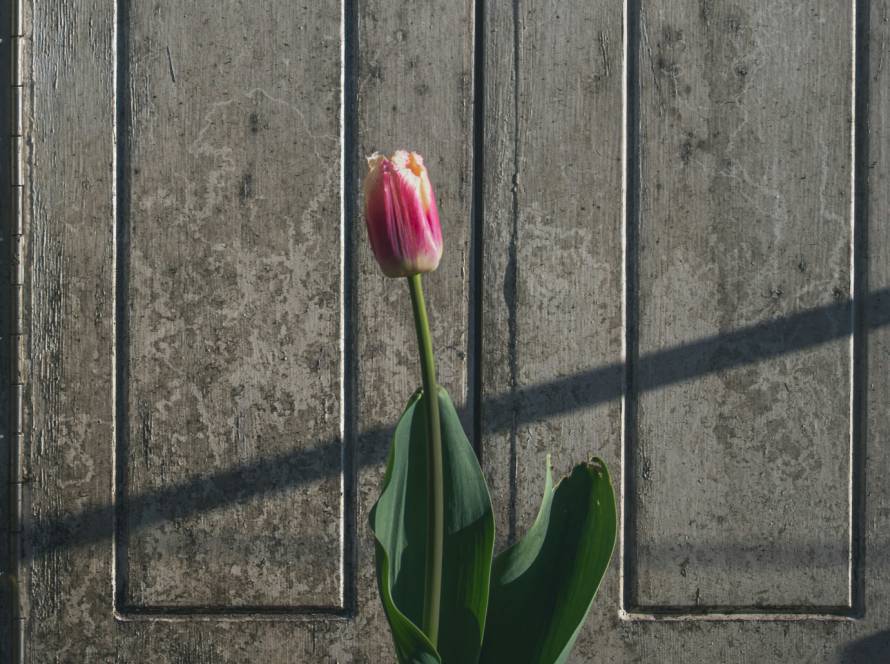 Une fleur à l'ombre | Photo : Matt Baron Thompson/Unsplash