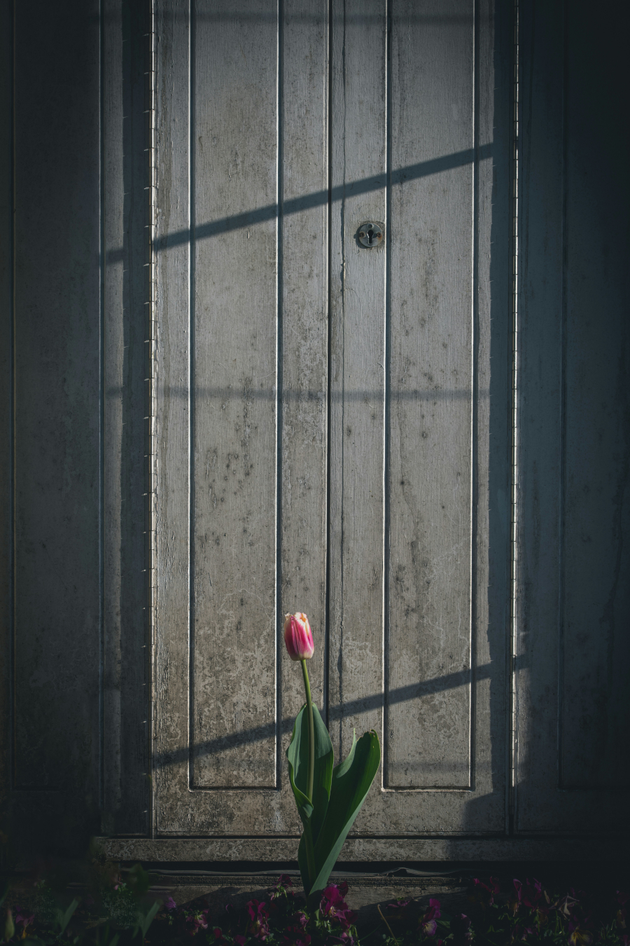 Une fleur à l'ombre | Photo : Matt Baron Thompson/Unsplash