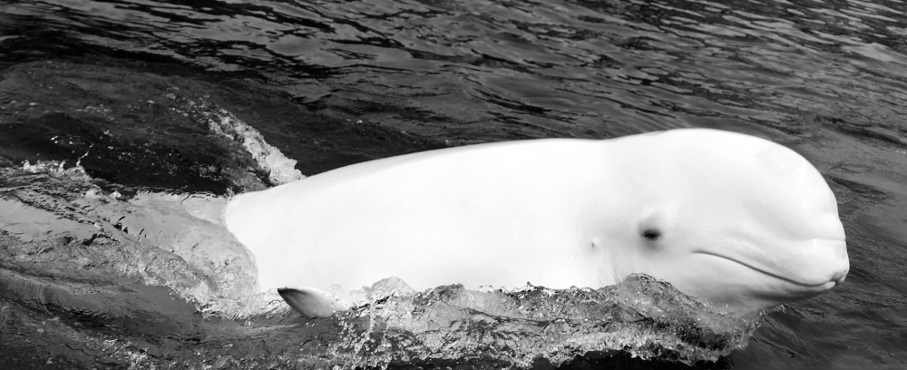 Un marsouin | Photo : Pascal Huot